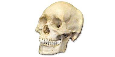 человеческий череп